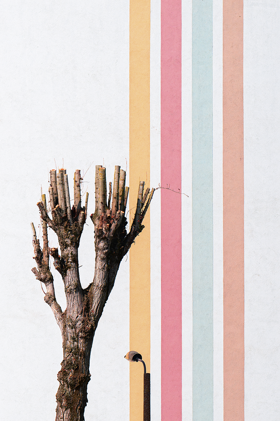 photographie tirage d'art architecture mur couleur arbre